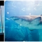 suedafrika_078: Two Oceans Aquarium, Kapstadt